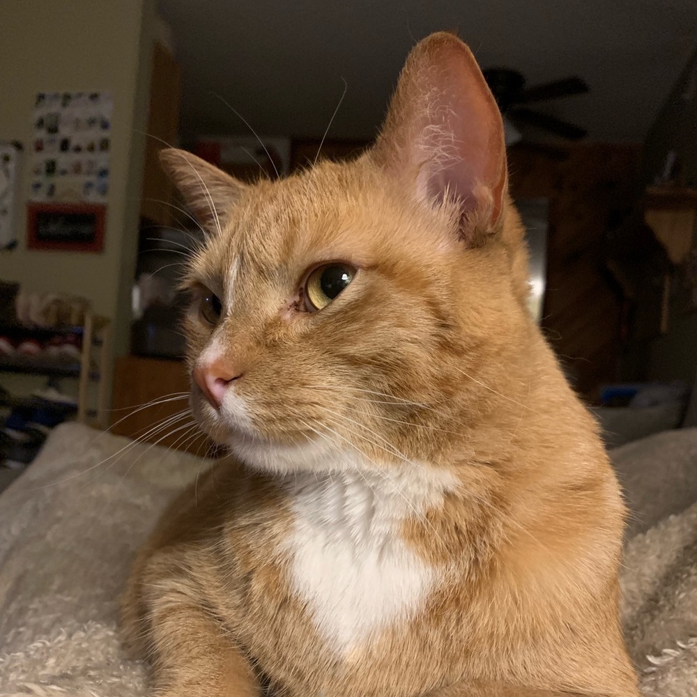 Meet your Posher, Ichigo